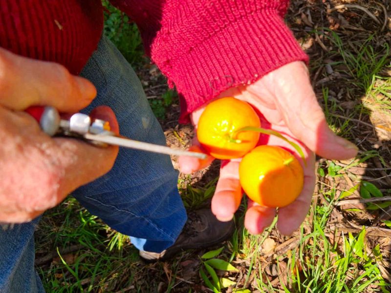 récolte de nos clémentines bio des alpes-maritimes